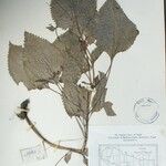 Isodon scrophularioides Otro