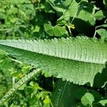 Dipsacus sativus পাতা