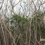 Capparis quiniflora Hàbitat