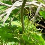 Anemone decapetala Leaf