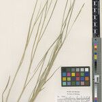 Urochloa dictyoneura Yeri