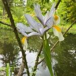 Iris orientalis Flower