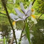 Iris orientalis Цвят