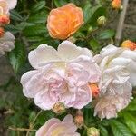 Rosa abietina Çiçek