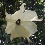 Abelmoschus moschatus Flower