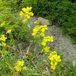 Erysimum rhaeticum Flower