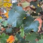 Fremontodendron californicum Blad