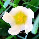 Sida rhombifolia Blüte
