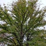 Corylus colurna Habitus