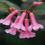 Rhododendron dielsianum Flower