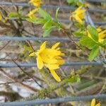 Forsythia viridissimaFlower