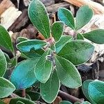 Arctostaphylos uva-ursi Hoja