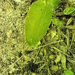 Epipactis persica Hoja