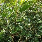 Cunonia capensis Hábito