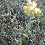 Rhinanthus major Leaf