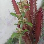 Gamochaeta purpurea 花