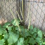 Actaea racemosaFlower