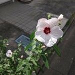 Pavonia hastata Flower