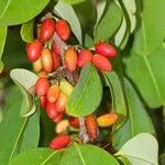 Erythroxylum coca Fruto