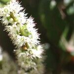 Cunonia pulchella Flor
