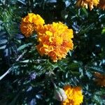 Tagetes erectaFlower