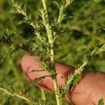 Amaranthus albus Blatt