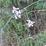 Vicia altissima Flower