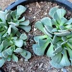 Aloinopsis spathulata Hábito