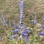 Salvia abrotanoides Flower