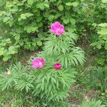 Paeonia officinalis Συνήθη χαρακτηριστικά