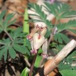 Dicentra canadensis ফুল