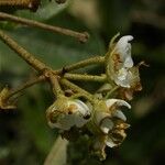Dombeya ferruginea Flower