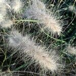 Pennisetum villosum Blüte