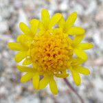 Chaenactis glabriuscula Flor