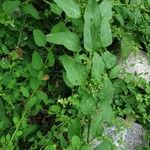 Chenopodium polyspermum Blad