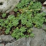 Saxifraga paniculata Leaf