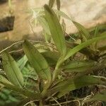 Angraecum angustipetalum Лист