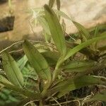 Angraecum angustipetalum Leaf