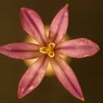 Brodiaea minor