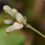 Burmannia capitata Flower