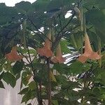 Brugmansia versicolor Flors