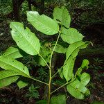 Ormosia paraensis 葉
