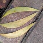 Acacia auriculiformis Fuelha