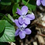 Viola × uechtritziana Kukka