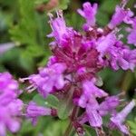 Thymus praecox 花