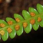 Stromatopteris moniliformis Leaf