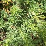 Adenocarpus hispanicus List