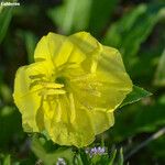 Oenothera triloba Λουλούδι