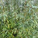 Salix purpurea موطن