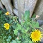 Sonchus oleraceus 花